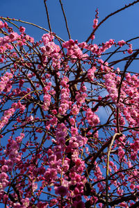 Low angle view of cherry blossom tree