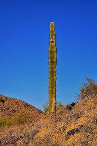 Cactus saguaro carnegiea gigantea, south mountain park preserve, pima canyon, phoenix arizona desert