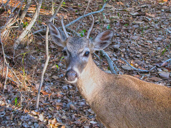 Portrait of deer