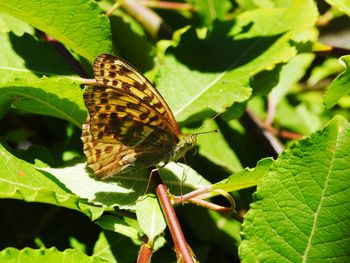 Close-up of butterfly on plant