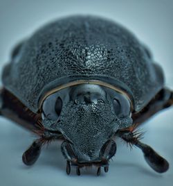 Close-up portrait of insect