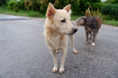 View of dog standing on road