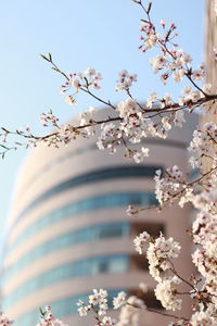 Cherry blossoms against sky