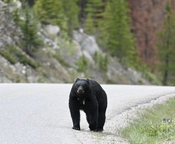 Black bear standing on road