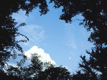 Low angle view of trees against sky