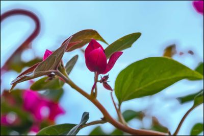 Close-up of pink flowers against sky