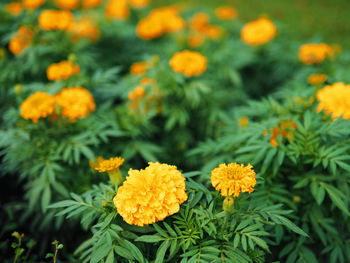 Close-up of marigold blooming outdoors