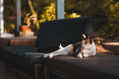 Cat resting on sofa