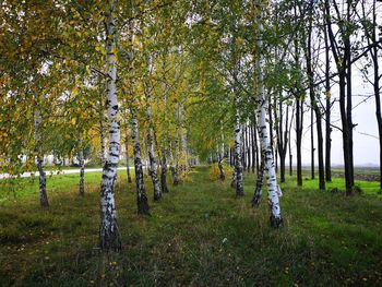 Trees on field against sky