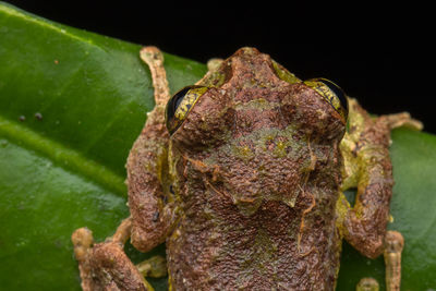 Close-up of frog on plant