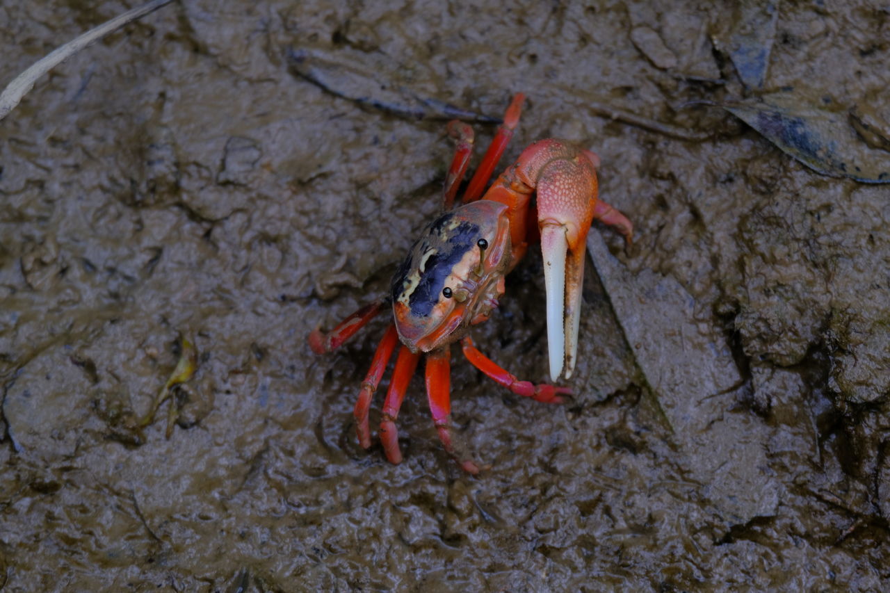 CLOSE-UP OF CRAB ON ROCK