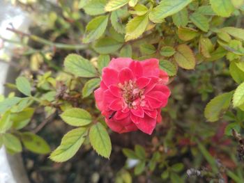 Close-up of pink flowering plant