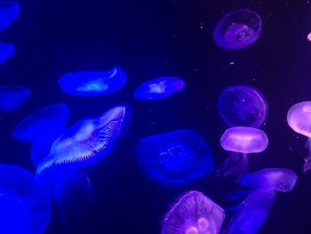 Close-up of jellyfish swimming underwater