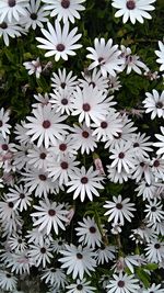 Close-up of white flowers