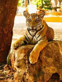 Tiger sitting on rock at  tempel 