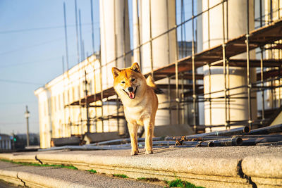 Dog looking away in city