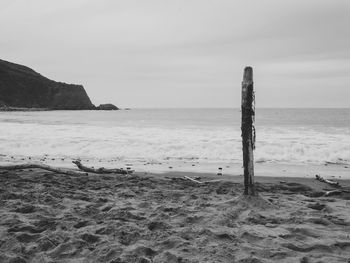 Tree branch in an empty beach