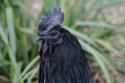 Close-up of black rooster