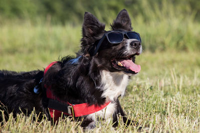 Close-up of dog on field