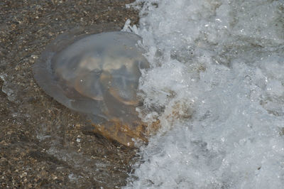 High angle view of a turtle on beach