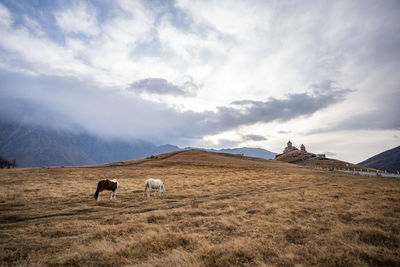 View of a sheep on landscape