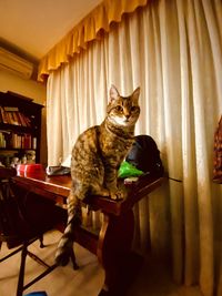 Cat sitting on chair at home