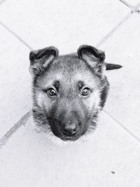 Portrait of dog on floor in city