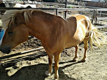 Close-up of horse standing outdoors