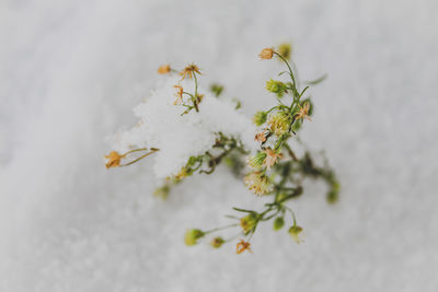 High angle view of flowering plant