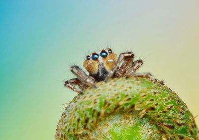 Close-up of caterpillar
