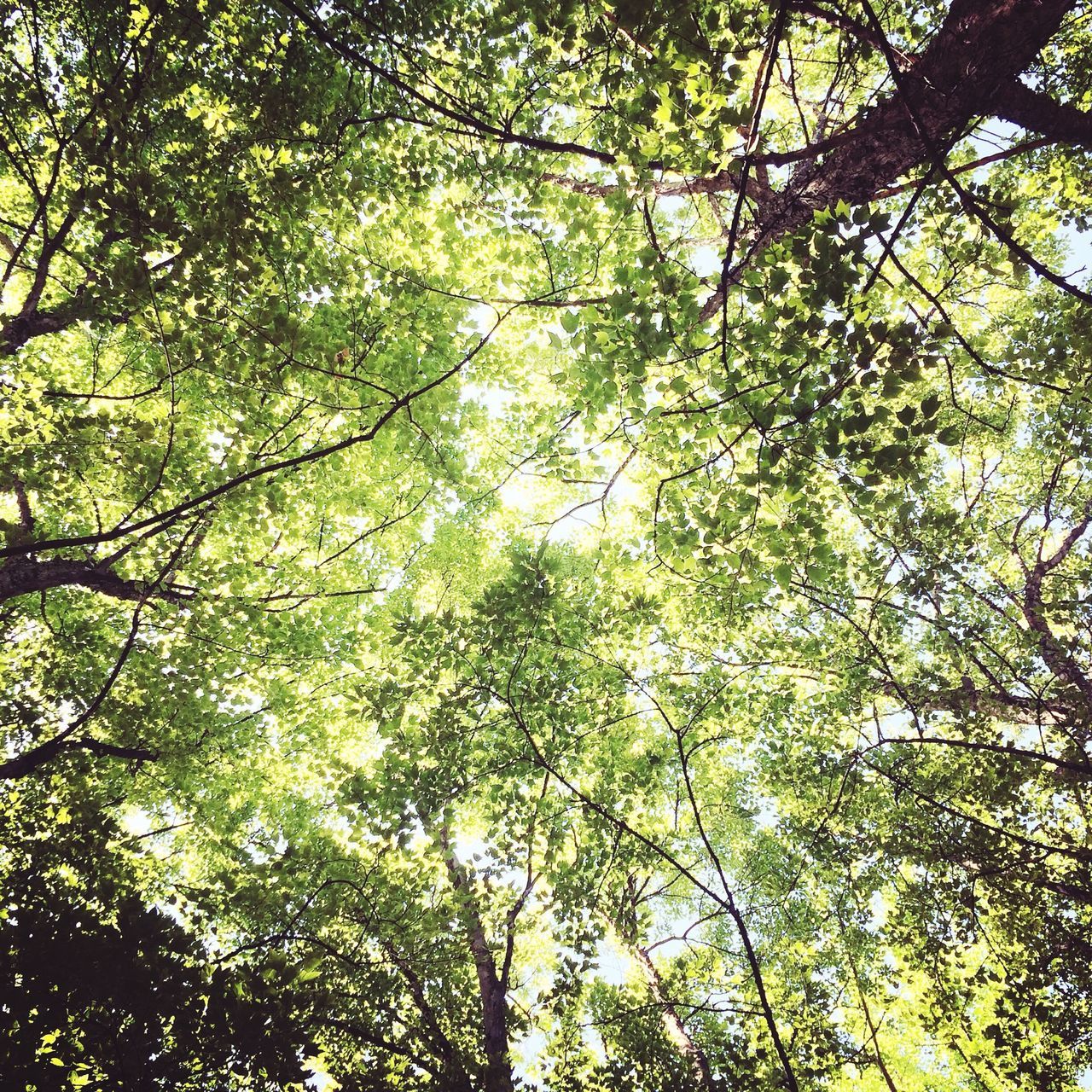 tree, low angle view, branch, growth, nature, tranquility, beauty in nature, green color, lush foliage, forest, backgrounds, full frame, day, outdoors, no people, leaf, scenics, sky, tranquil scene, sunlight