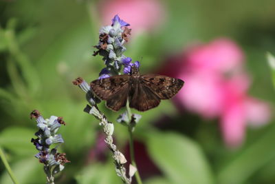 Close-up of butterfly pollinating on flower