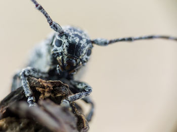 Close-up of insect on twig