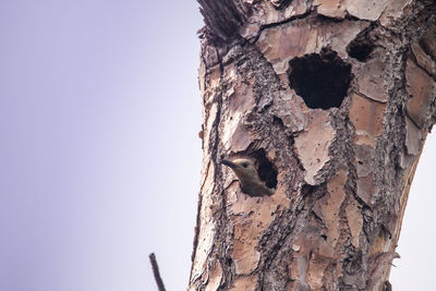 Close-up of a lizard on tree trunk