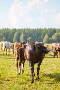 Rear view of the horses on the background of beautiful nature and spruce forest. horse breeding