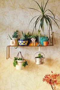 Potted plants on table against wall