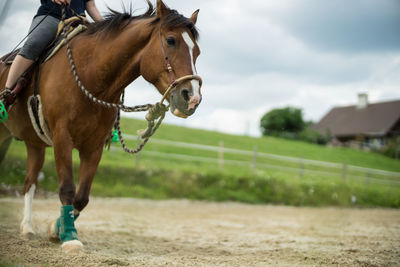 Close-up of person riding horse