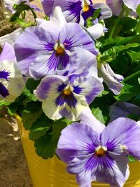 Close-up of purple flowers in bloom