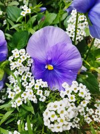 Close-up of purple flowers blooming outdoors