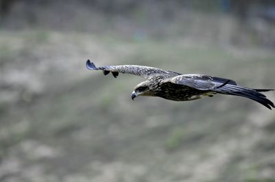 Close-up of bird flying