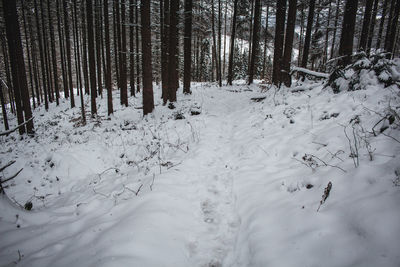 Trees on snow covered field in forest