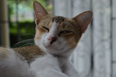 Close-up of cat at home