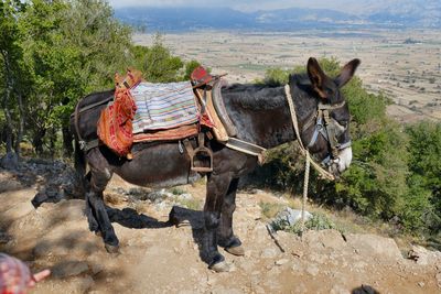 View of a horse on the ground