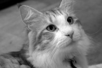 Close-up portrait of a cat