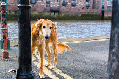 Portrait of golden retriever in city