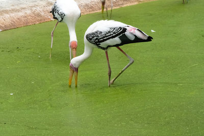 View of birds on grassy field