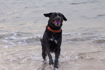 Black dog on beach