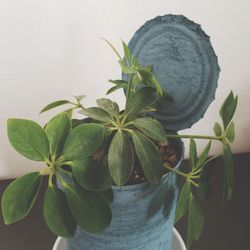 Close-up of potted plant