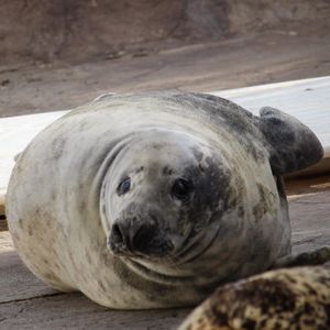 Close-up of sea lion