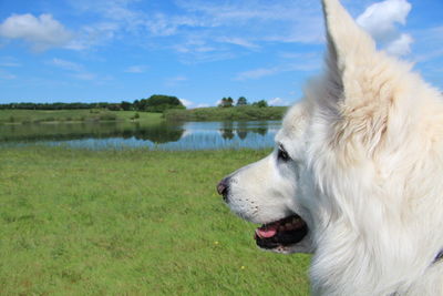 Beautiful dog looking at lake against sky